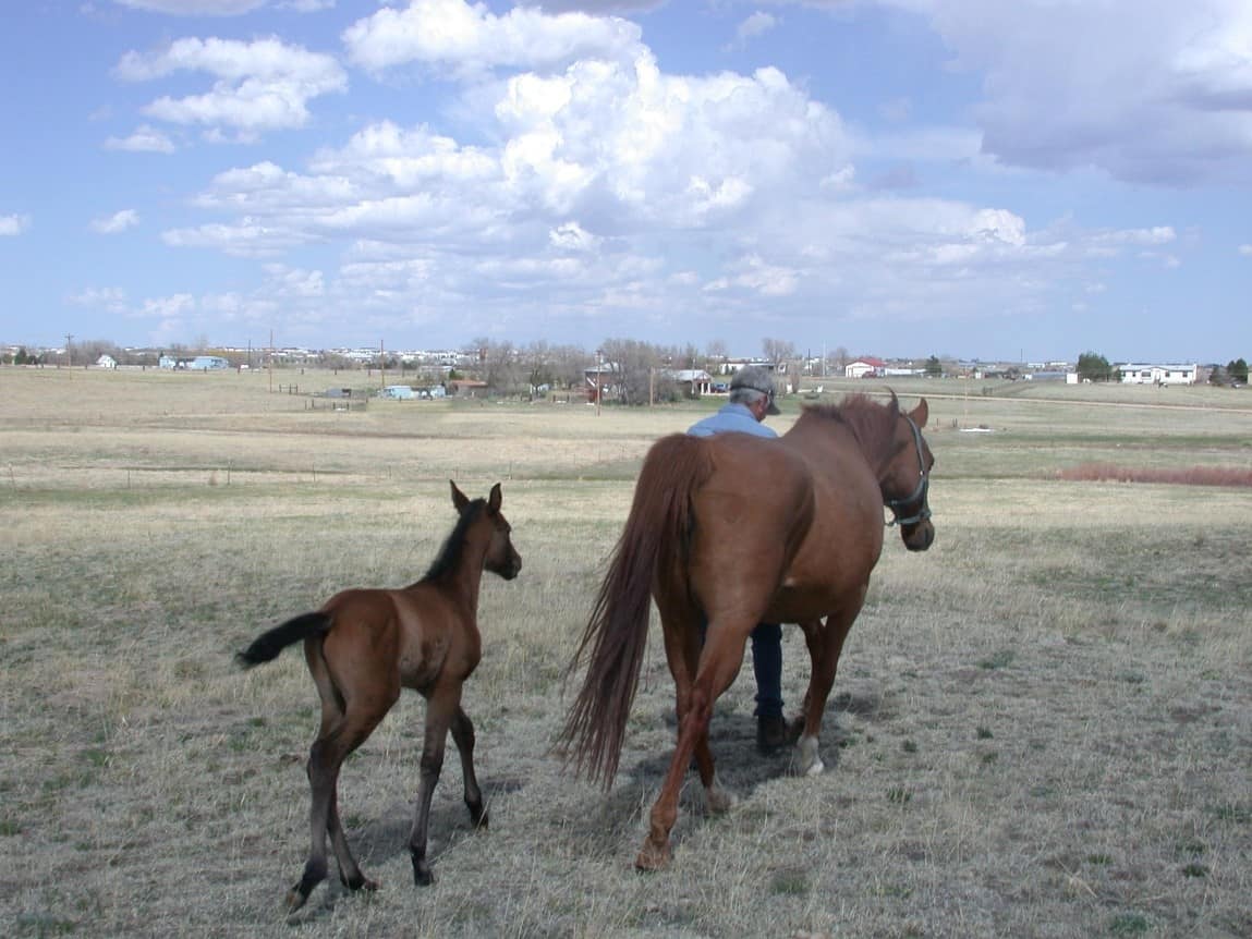 Remember the Horse that almost killed the Foal - He re-trained 