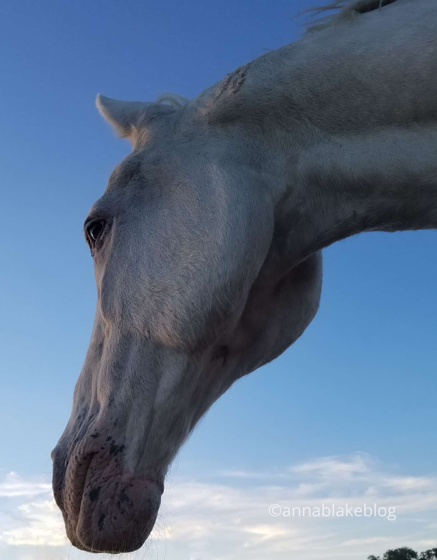 Store Horse Thing?