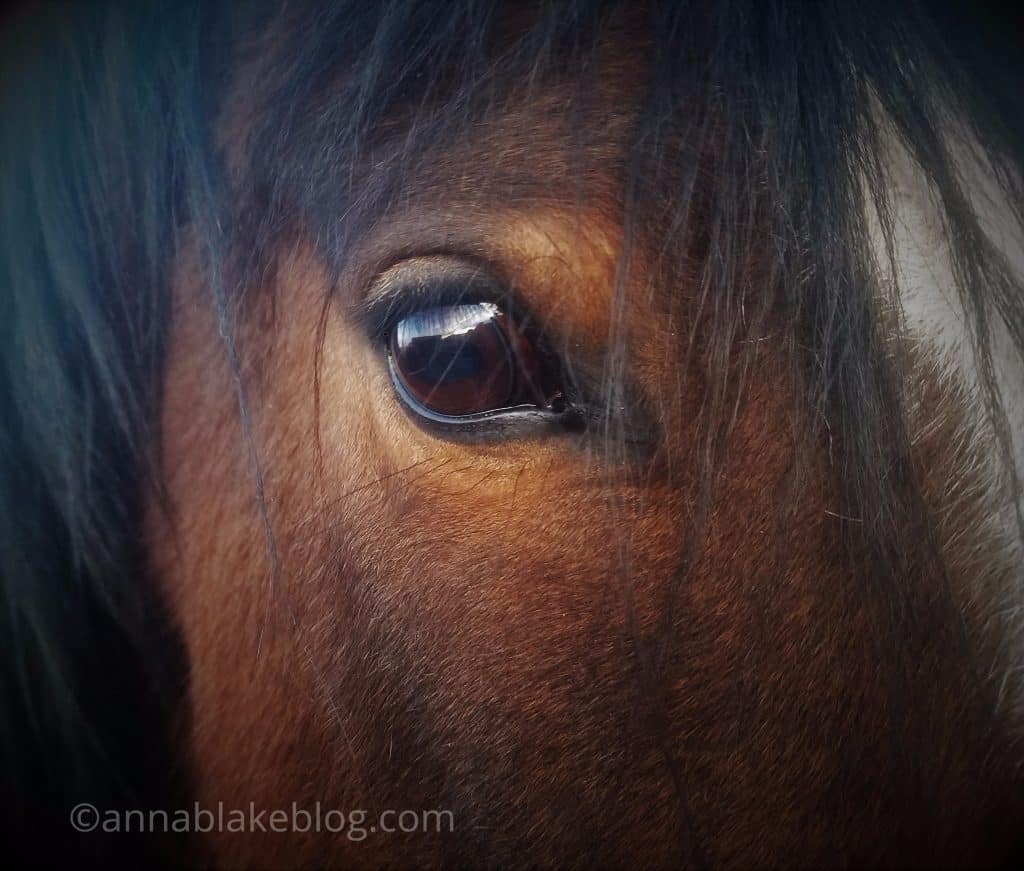 Frightened horse's eye, replace fear based training with affirmative training