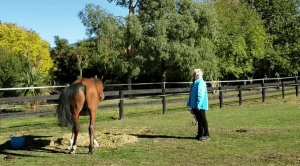 Haltering Linda's Horse, Naaji.