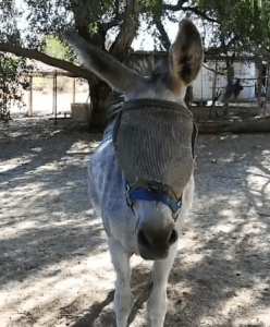 Linda and Pancho, Donkey Elder LFB