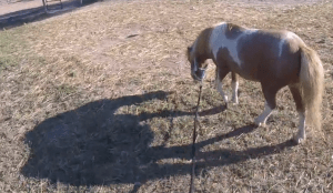 Controlling Feet, pt.2:  The anxious horse.