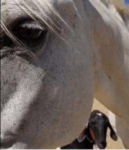Controlling your horse's feet? How about your own?