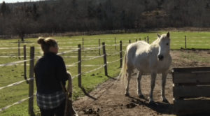 Calming signals with Pam haltering her mare, Stella