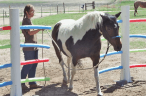 Intro to Horse Agility