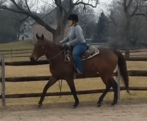 Member Riding: Stacey and Una, a good mare.