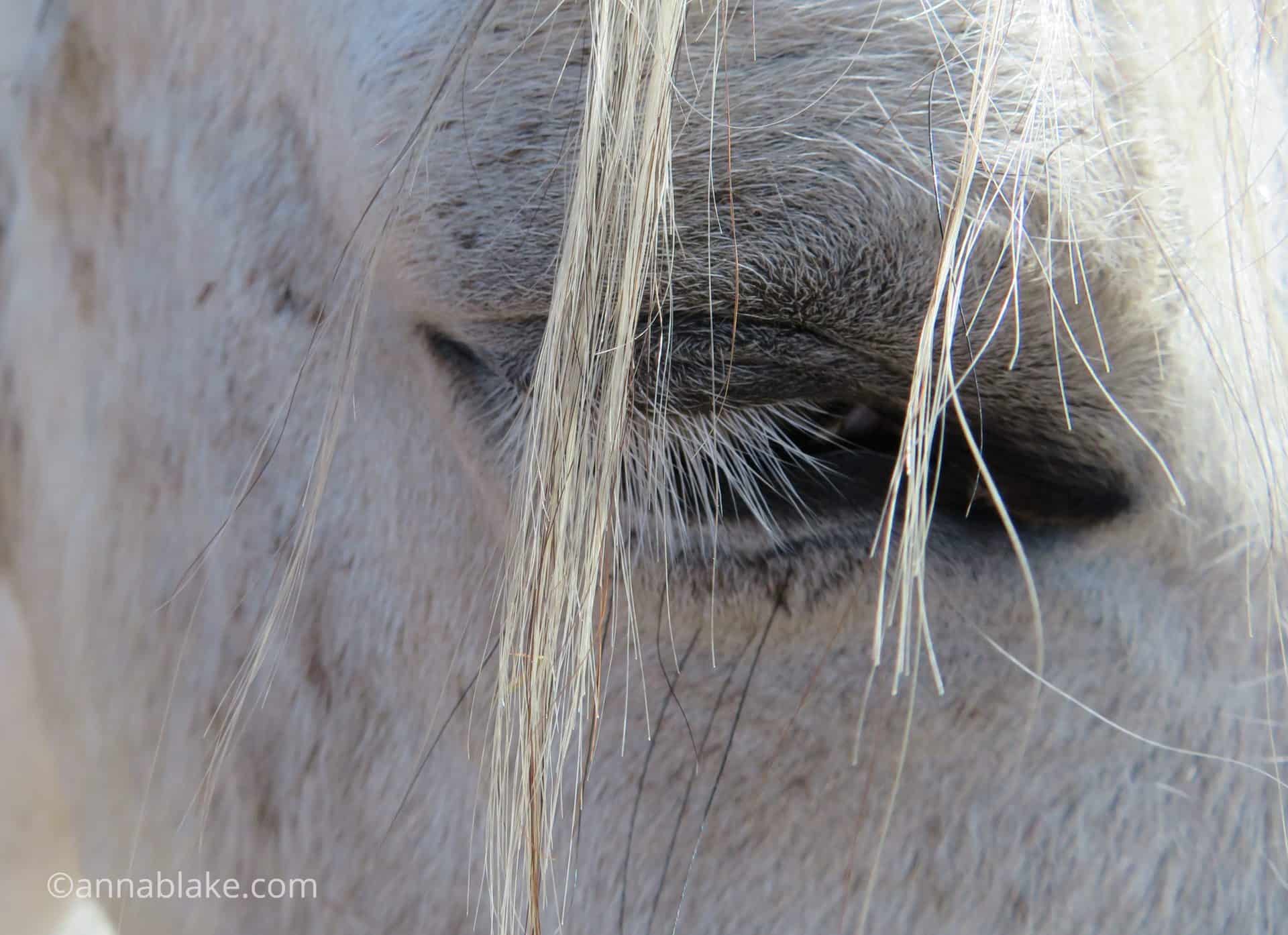 Navigating The Mysteries of Gray Horse Melanoma