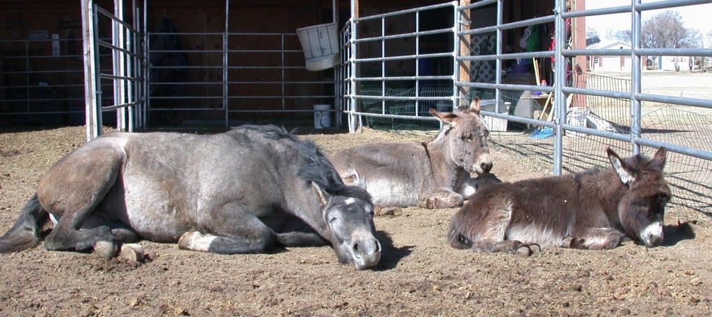 Stubborn horses aren't a real thing