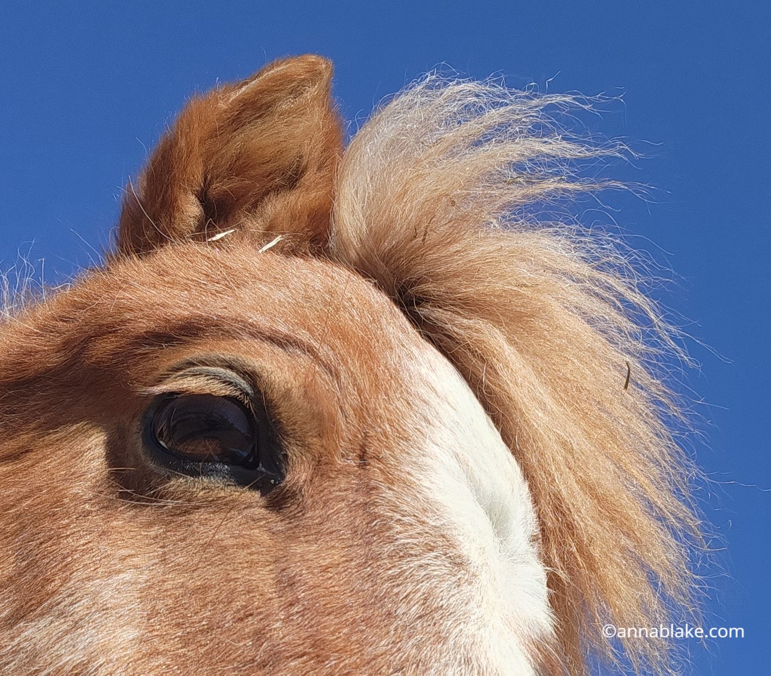 Why do we Measure Horses in Hands? - Top Flight Equestrian