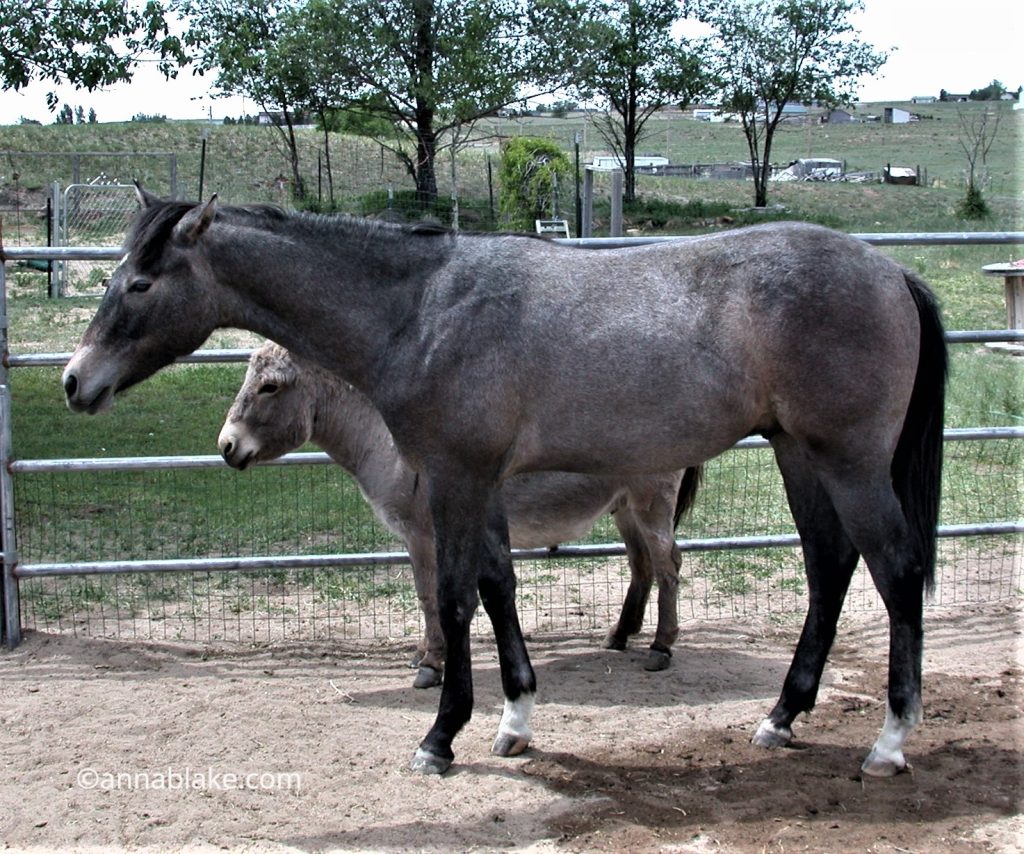 annablake.com, young Iberian horse, 