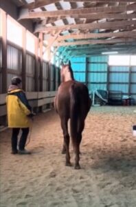 Leading w/ neckring, and a cheer for us. Mare and Buddy