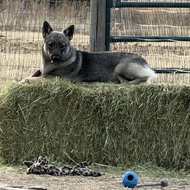 jolene one year