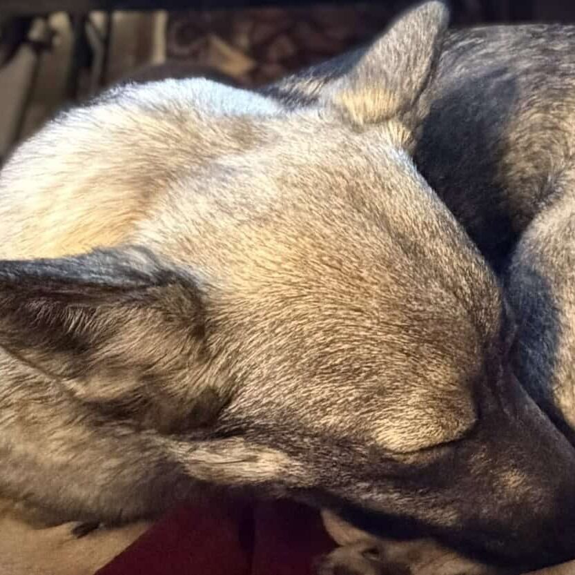 nap jolene 2
