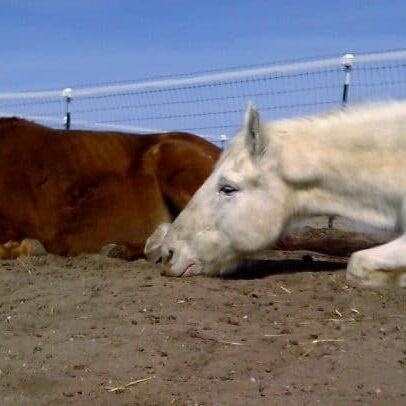 Napping on noses