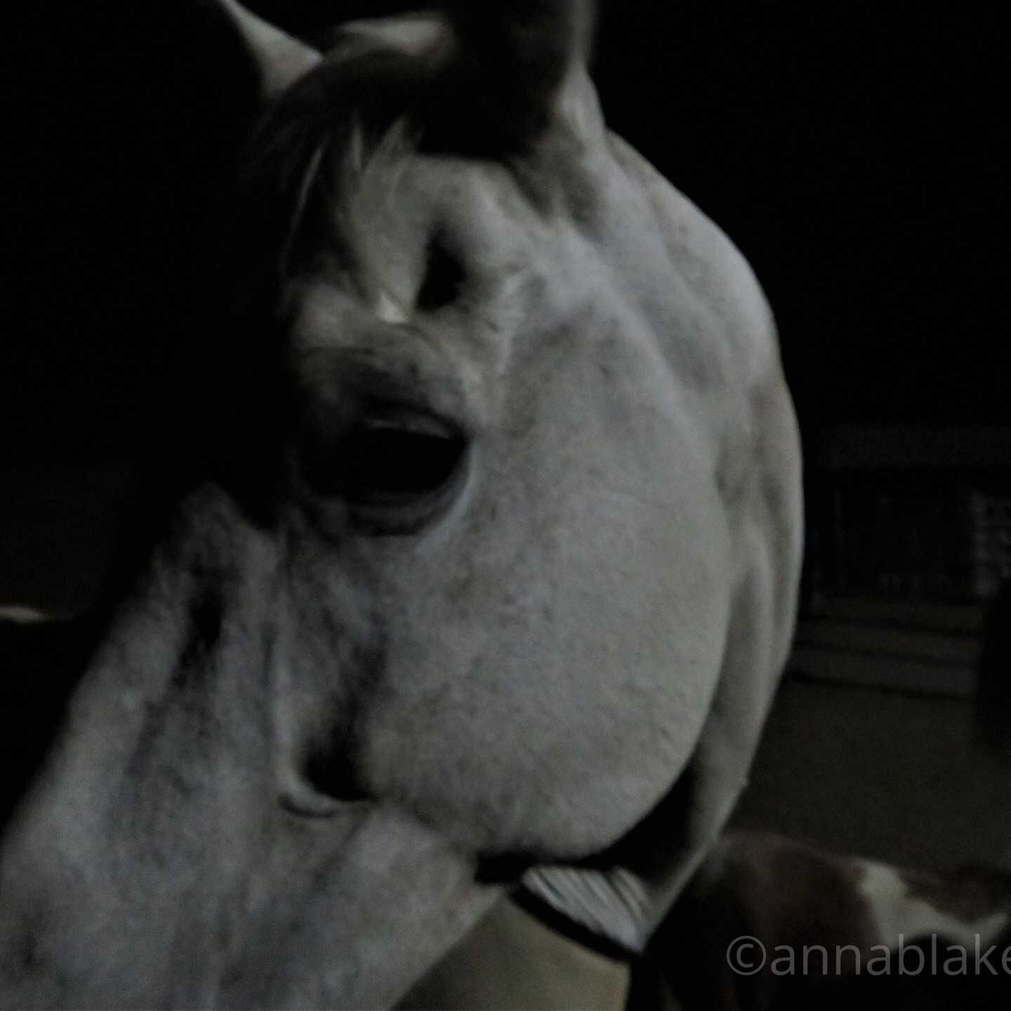 WM moonlight horse