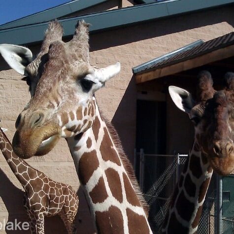 WMGiraffes